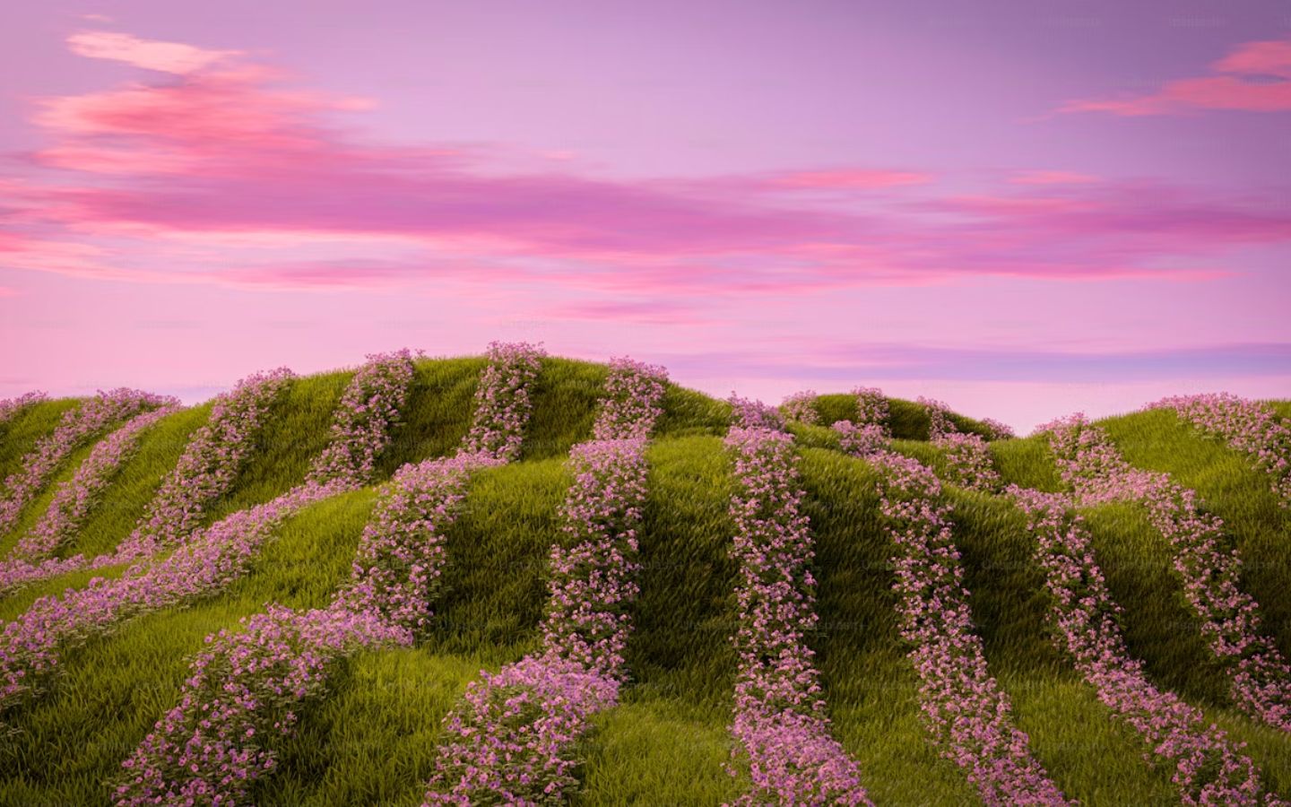 Đồi hoa hồng dưới nắng chiều tà