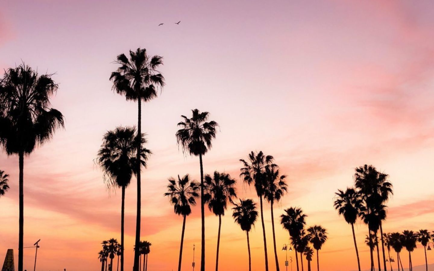 Hàng dừa in bóng nền hồng mơ