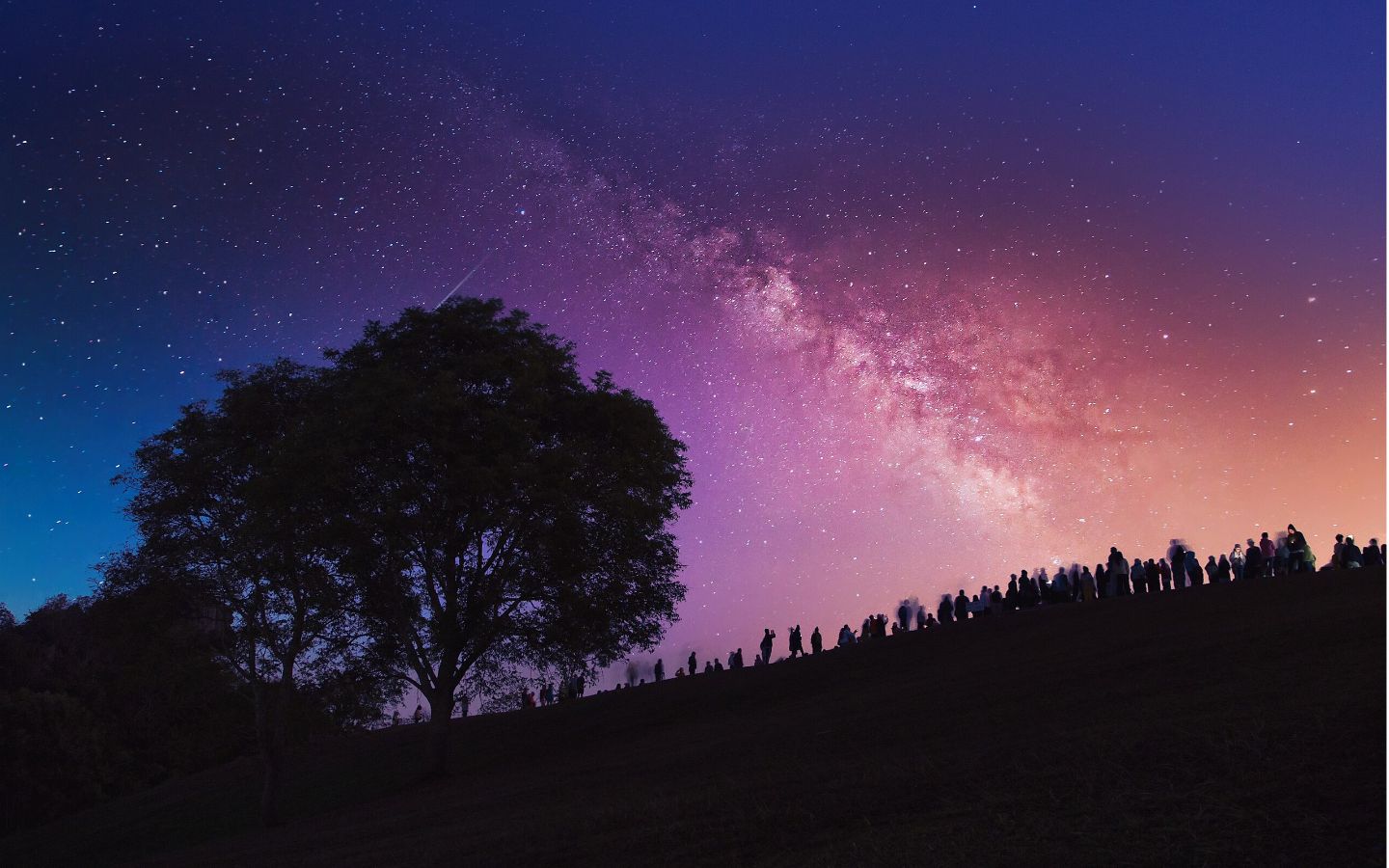 Cây cô đơn ôm trọn thiên hà