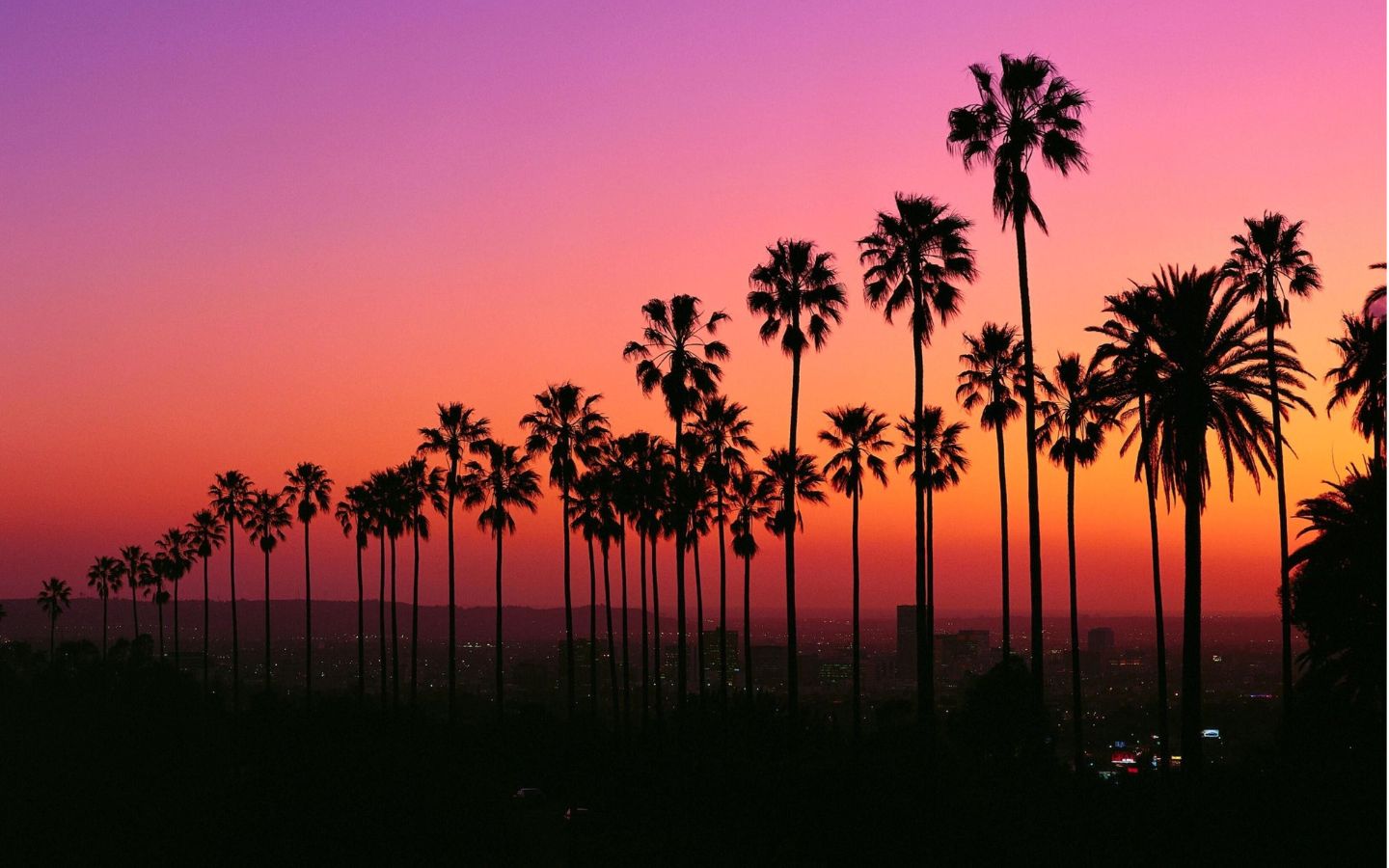 Hàng dừa in bóng nền trời hồng