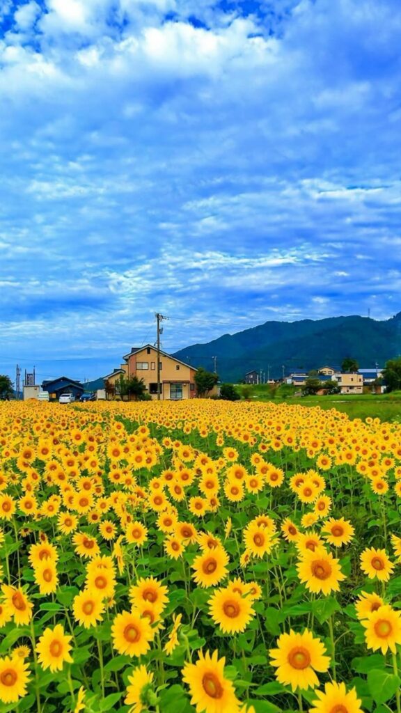 Bầu trời đầy mây trắng