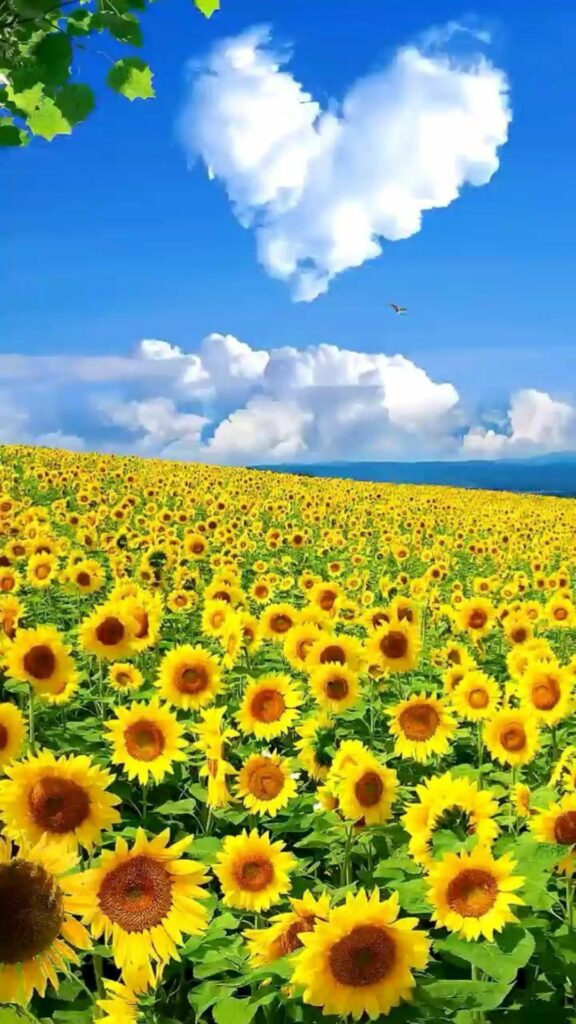 Mây hình trái tim giữa đồng hoa