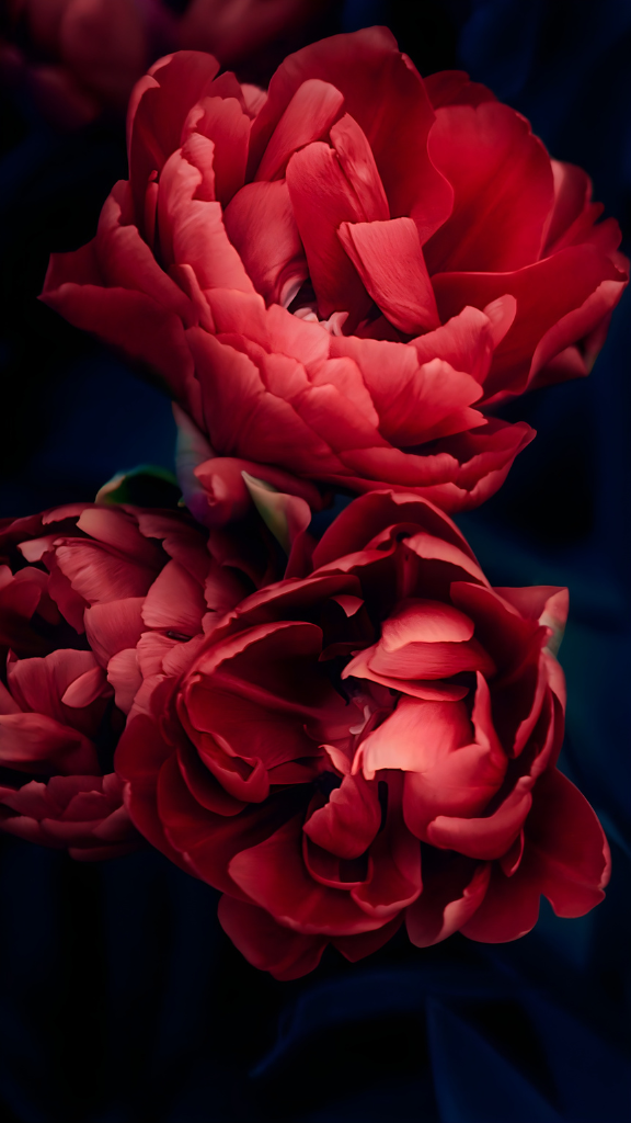 Mẫu đơn đỏ nở rổ trên nền đen huyền bí