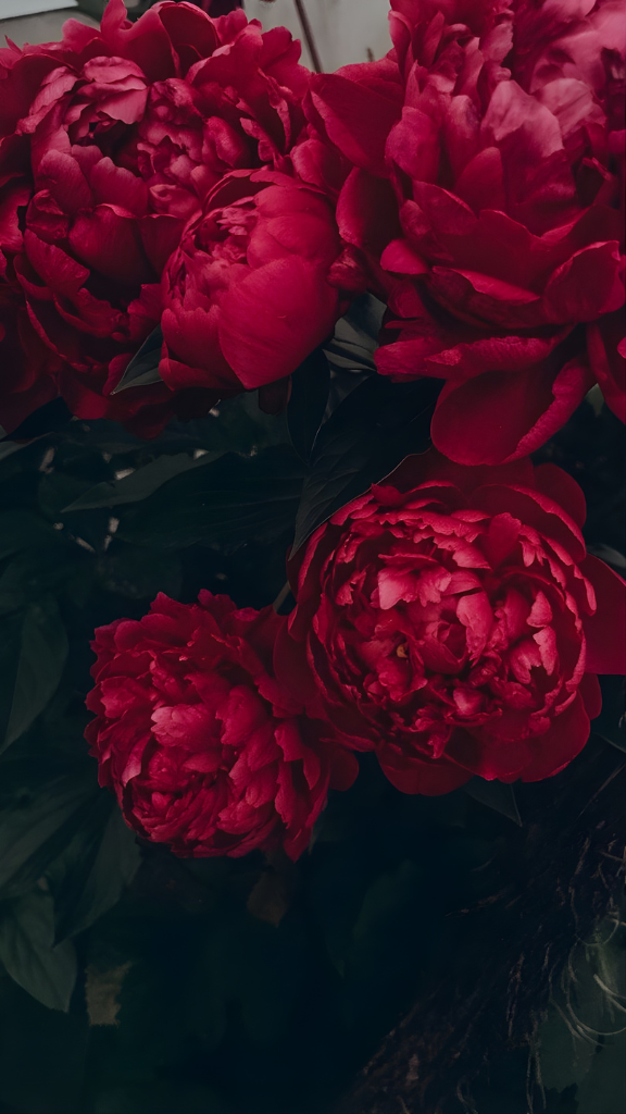 Mẫu đơn đỏ vintage