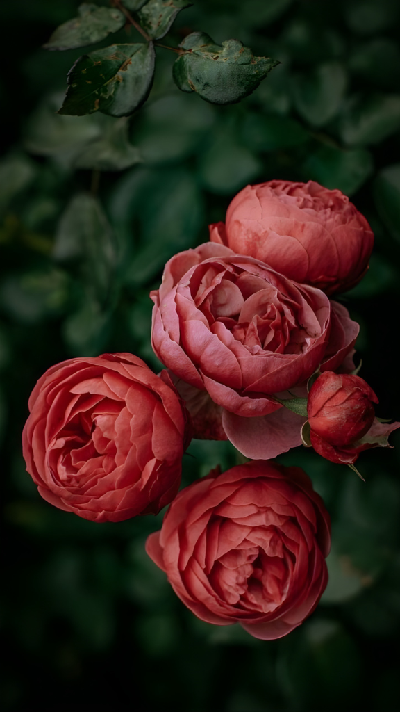 Hình nền mẫu đơn đỏ - bùa hộ mệnh cho tình duyên viên mãn 