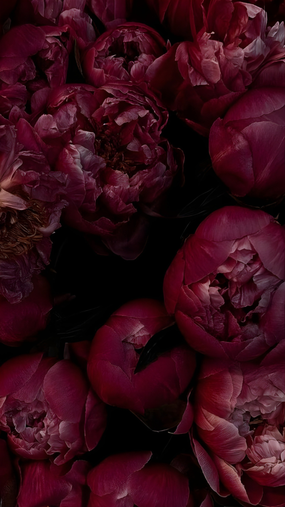 Hình nền mẫu đơn đỏ e ấp