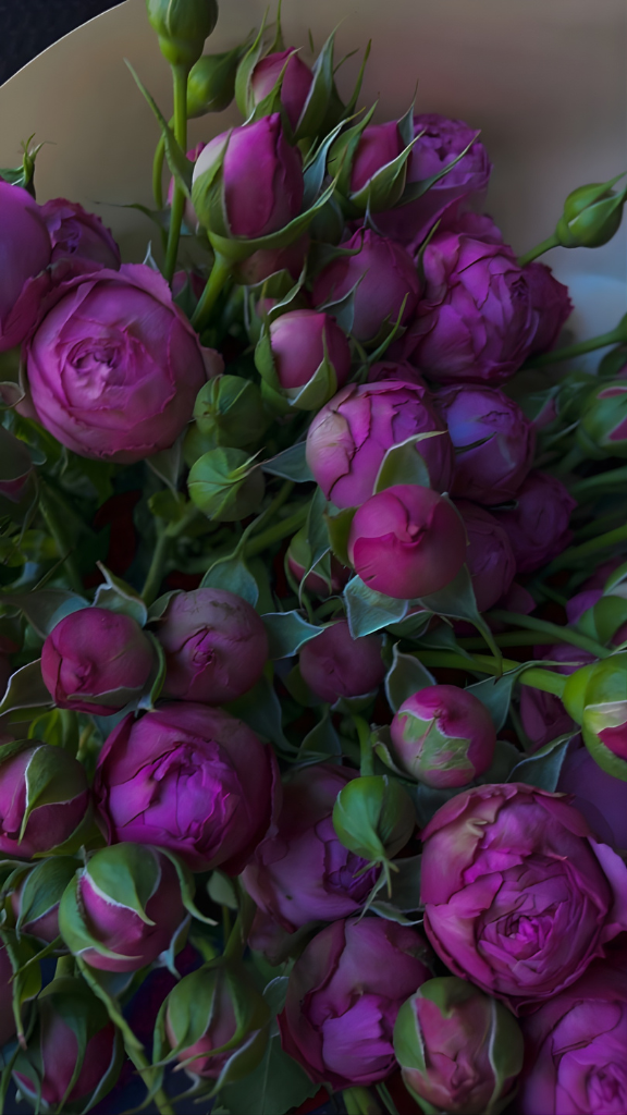 Hình nền hoa mẫu đơn hoàng gia