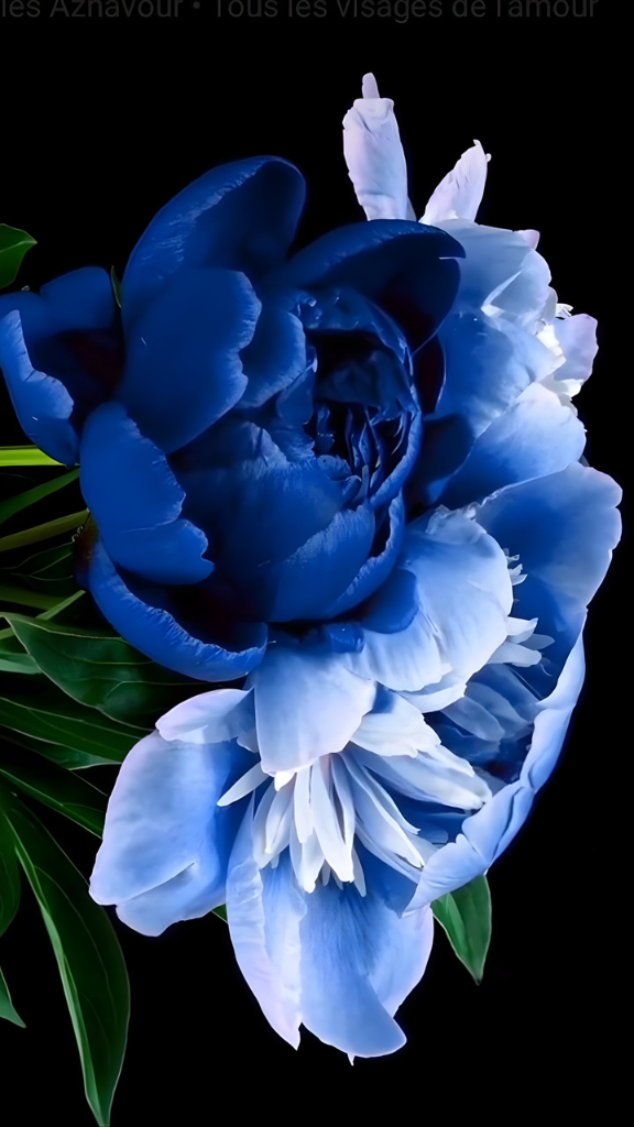 Mẫu đơn xanh - biểu tượng cho sự khởi đầu mới mẻ