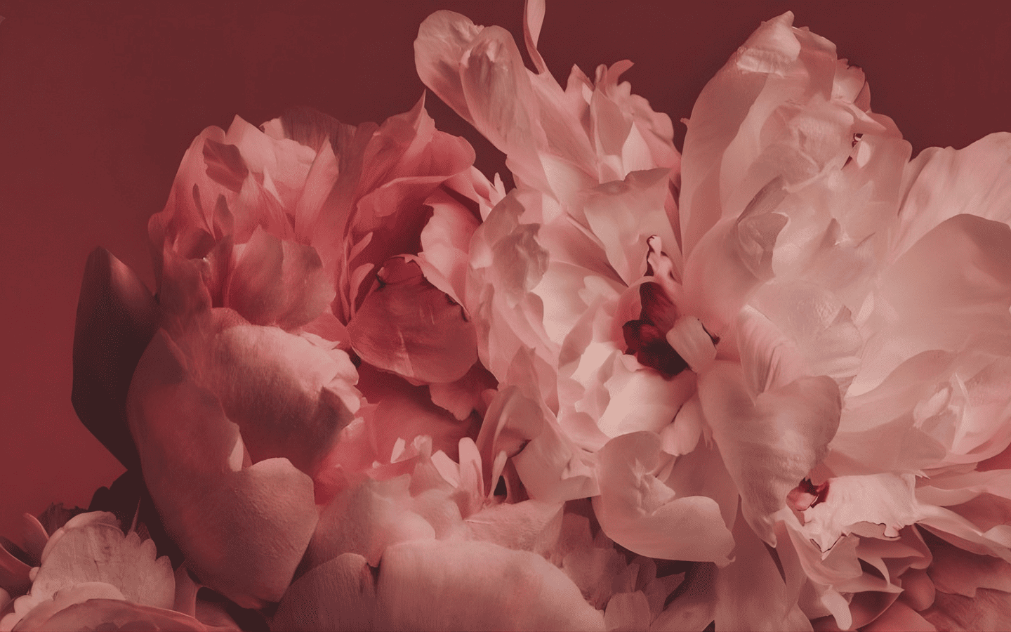 Hình nền mẫu đơn hồng phấn 