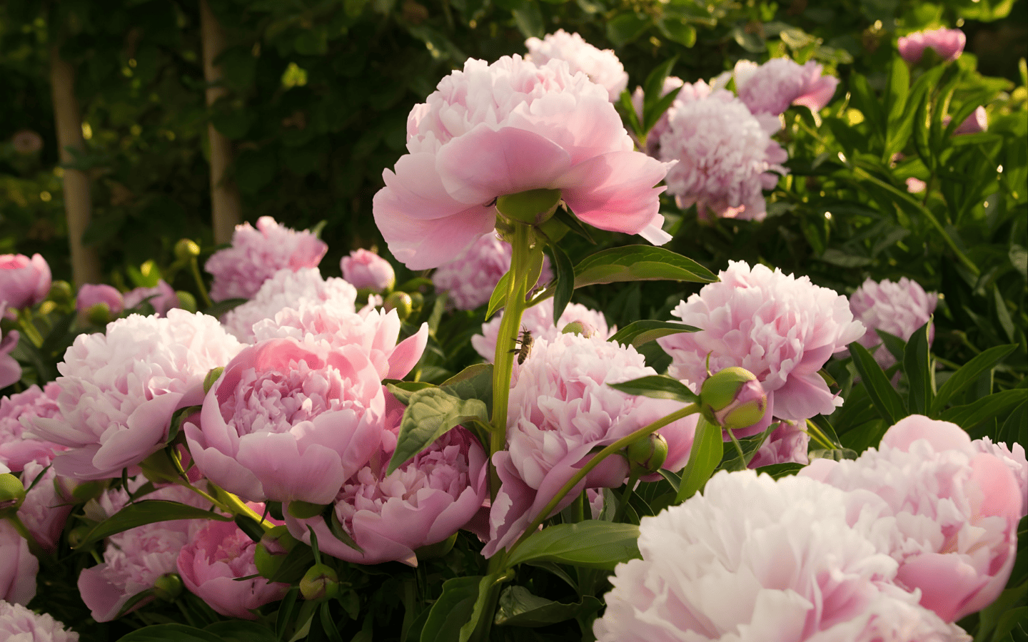 Mẫu đơn hồng - biểu tượng tình yêu vẹn tròn