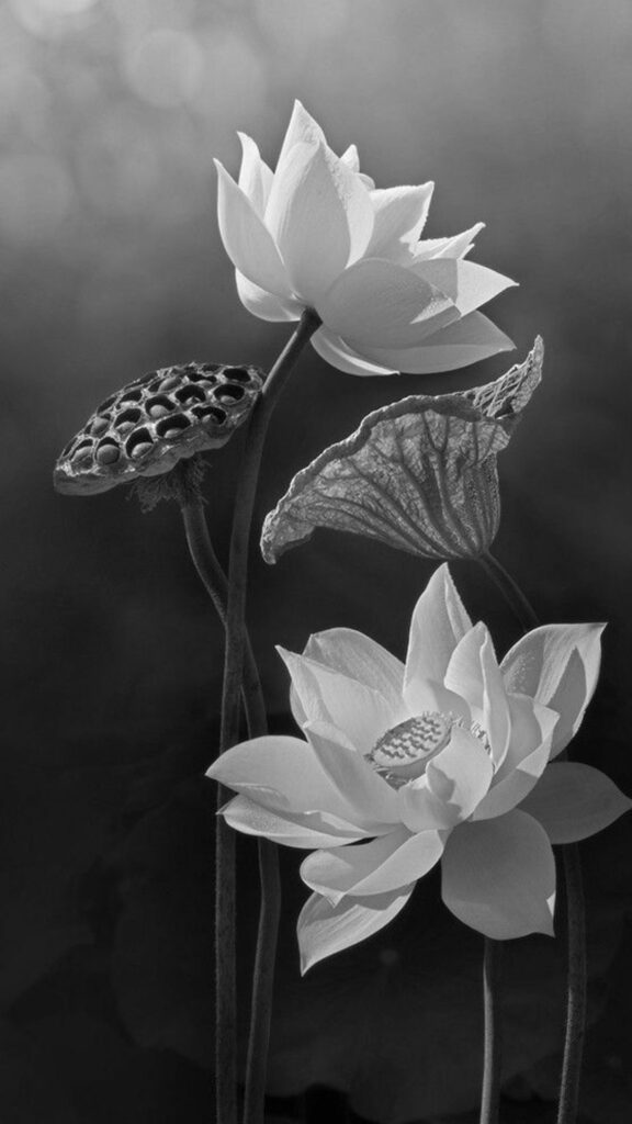 Sen trắng xám, nét buồn man mác