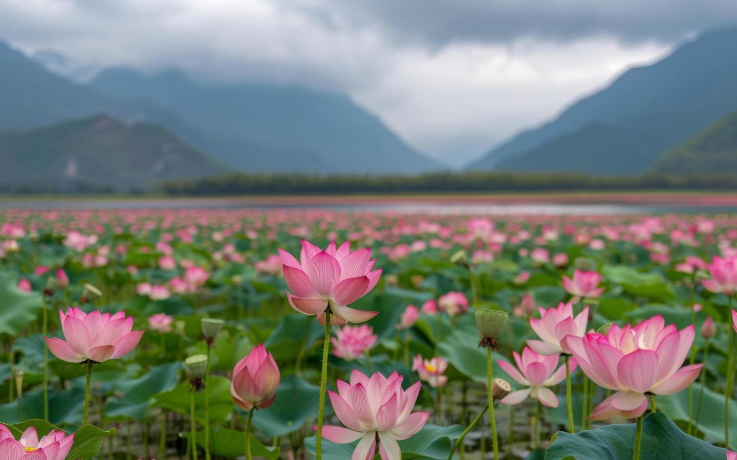 Sen hồng bao la, núi non hùng vĩ