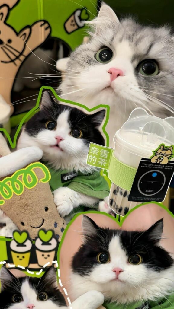 Đủ kiểu mèo đen trắng đáng yêu lắm