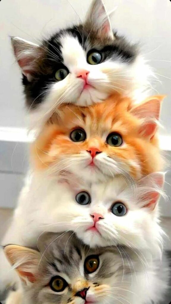 Gia đình mèo chồng chất dễ thương