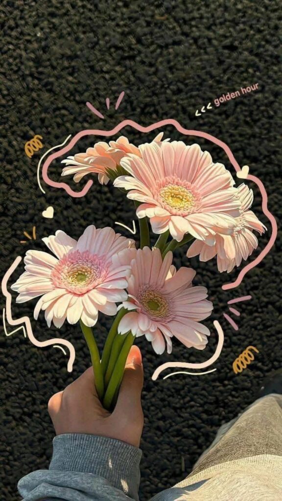 Hoa đồng tiền tươi sáng