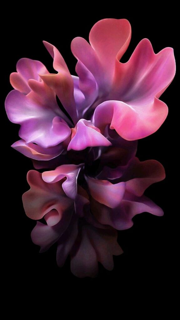 Hồng tím cánh hoa