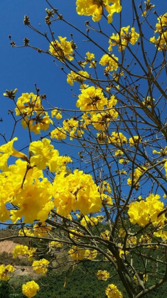 Hoa mai vàng khoe sắc thắm trong mùa xuân