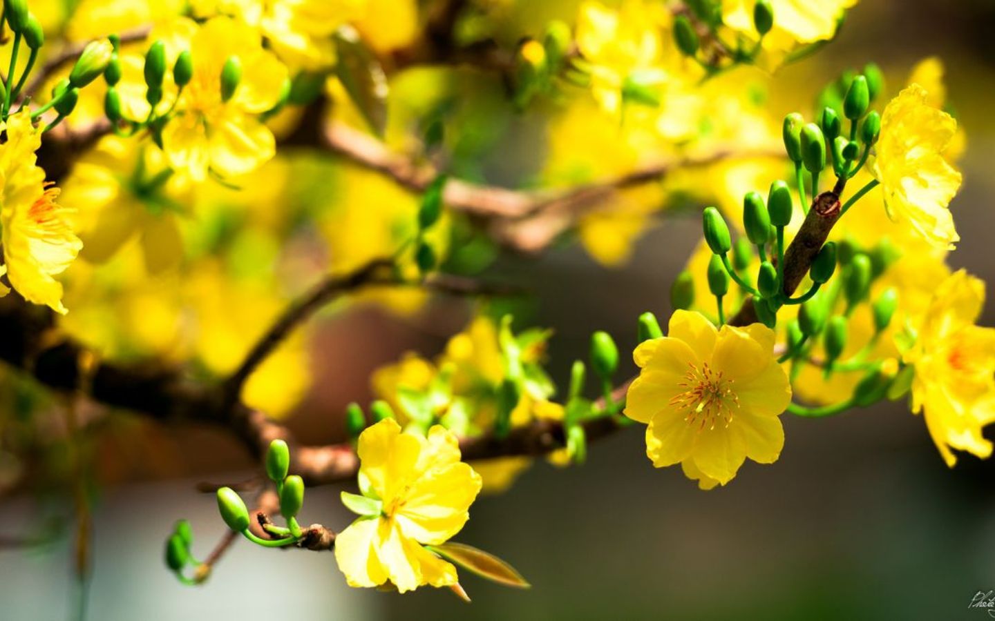 Hoa mai đua nhau khoe sắc thắm vào dịp Tết đến xuân về