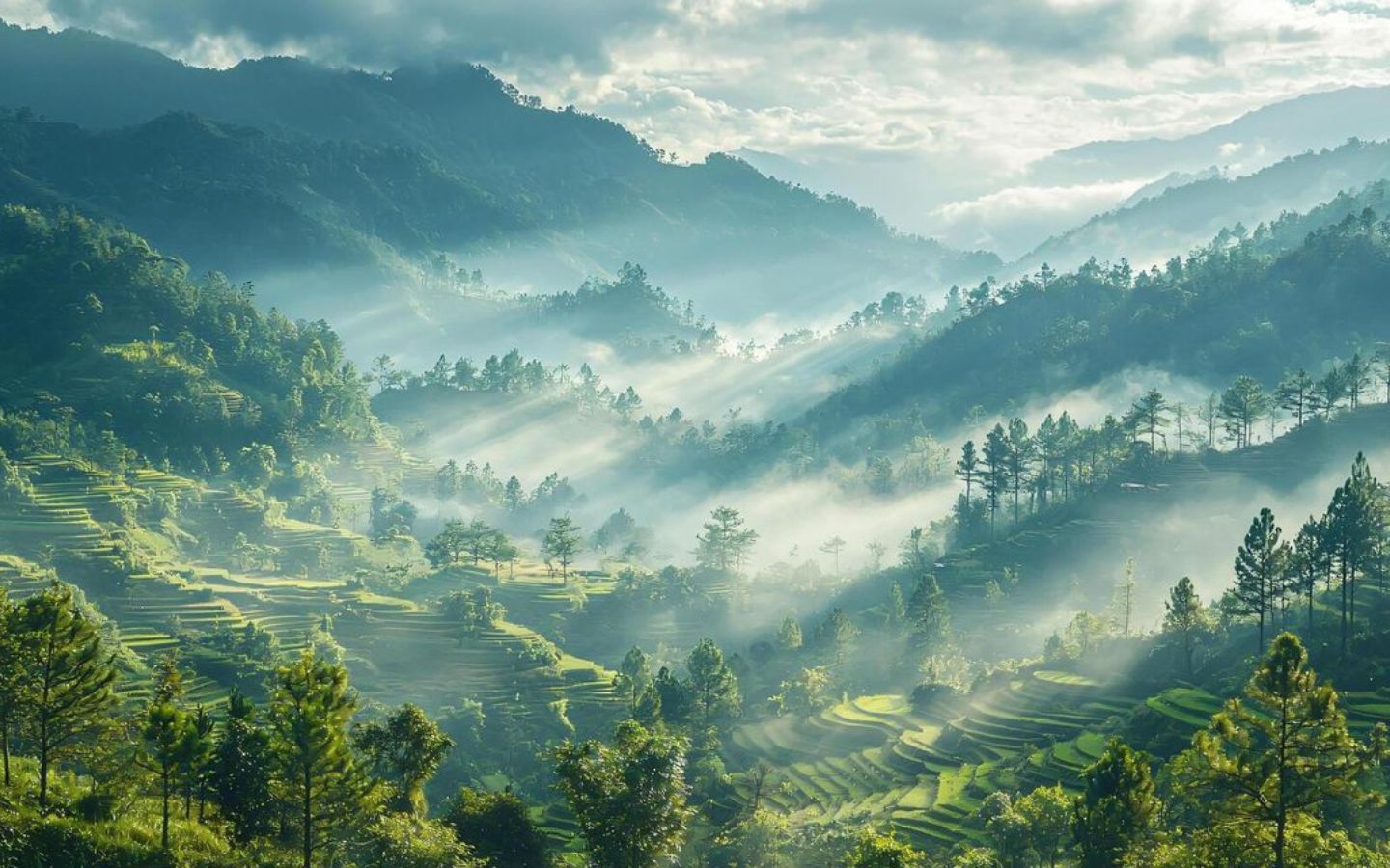 Rừng rậm với nhiều cây cối xanh tươi 