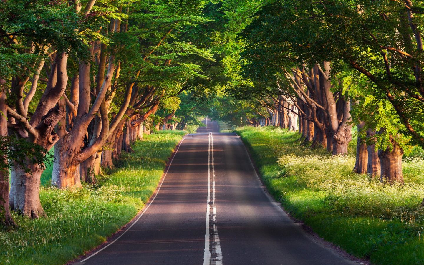 Con đường cây xanh mát mẻ và nên thơ