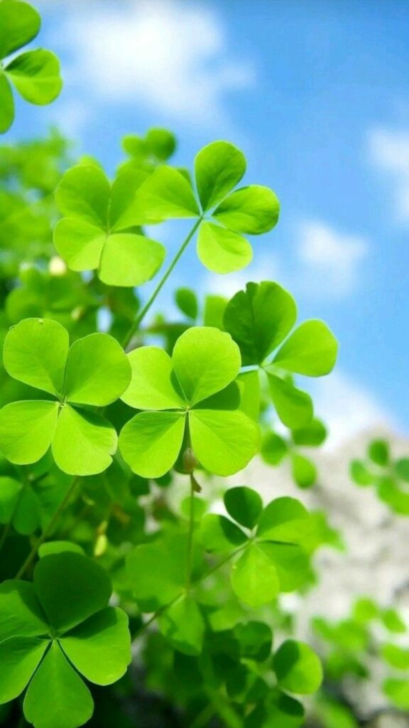 Cỏ bốn lá may mắn