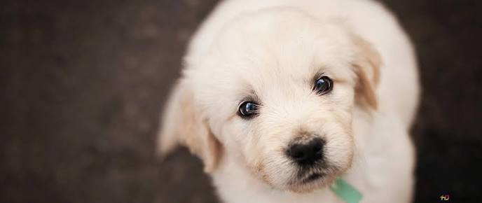 Chó con ngộ nghĩnh và vui tươi