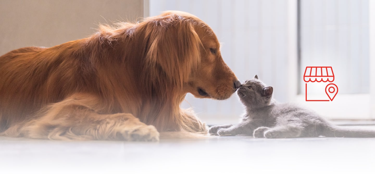 Thú cưng mang lại cảm giác thư giãn