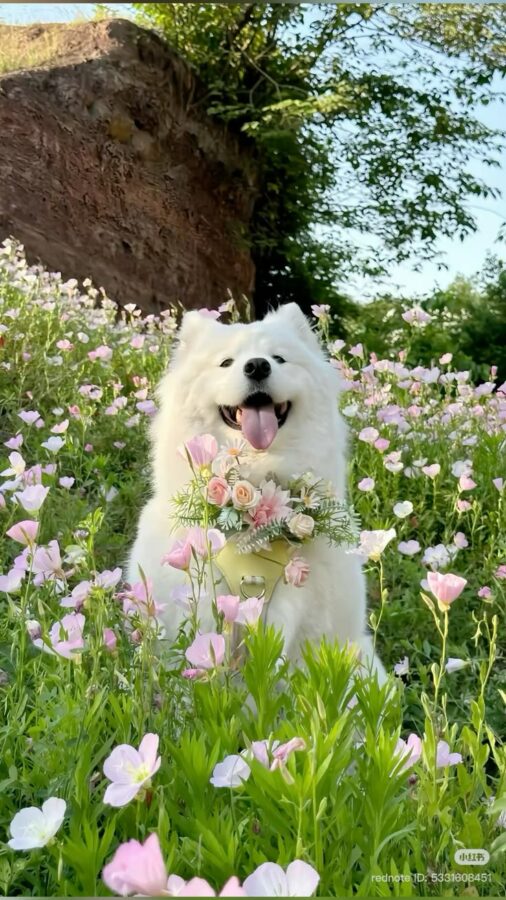 Chó Samoyed trắng giữa vườn hoa dại đầy nắng