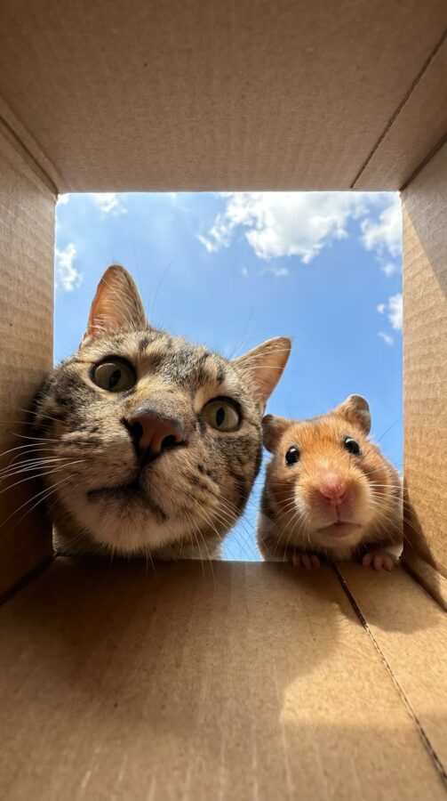 Mèo và chuột hamster ngắm trời qua hộp giấy