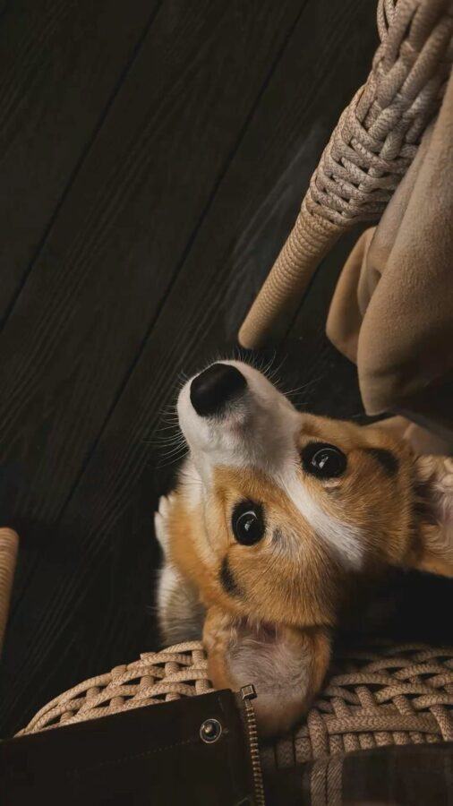 Chú chó corgi nhìn lên