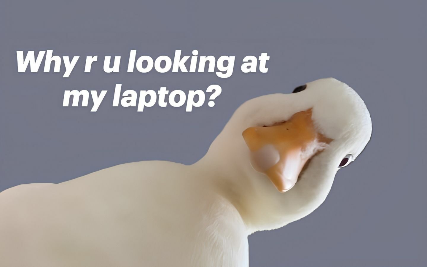 Hình nền meme 4K chất lượng cao 