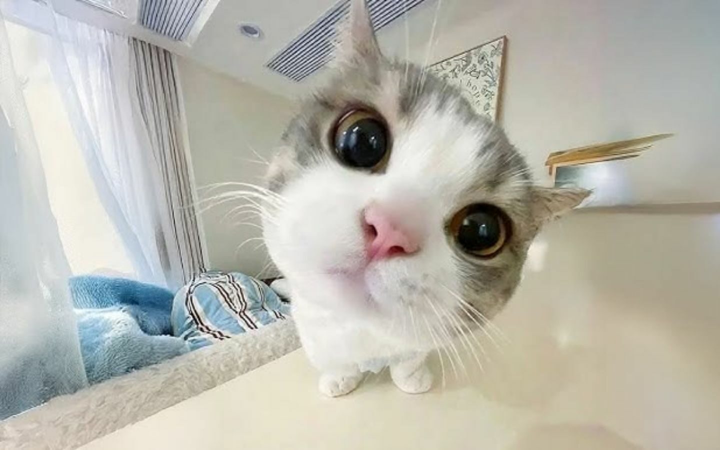 Hình nền meme buồn cười 