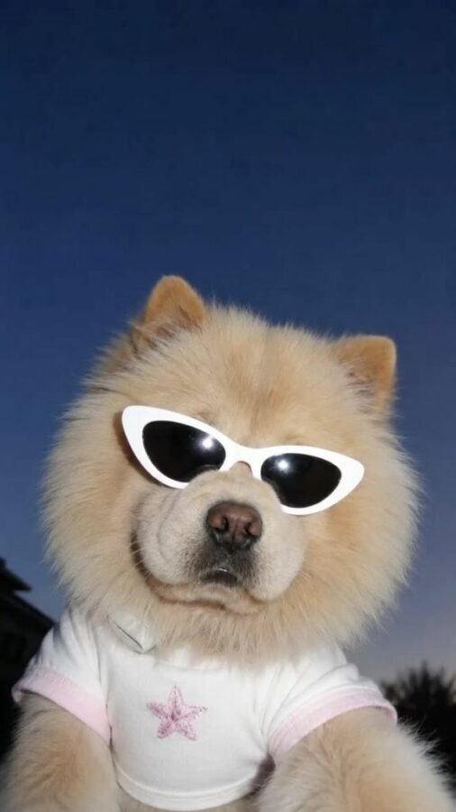 Hình nền chú chó cool ngầu 