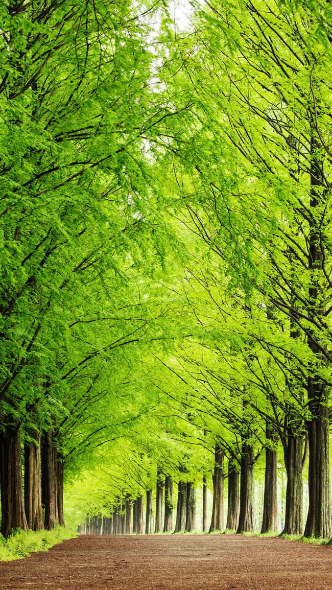 Hình nền màu xanh lá cây cute tuyệt đẹp Thủ Thuật Phần Mềm
